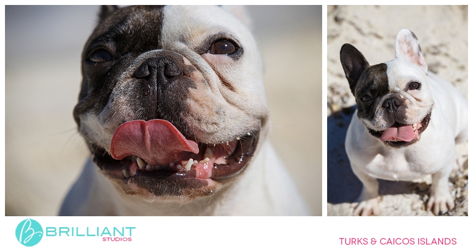 Chulo, The Famous Turks &Amp; Caicos French Bulldog 3 Turksandcaicos_3153