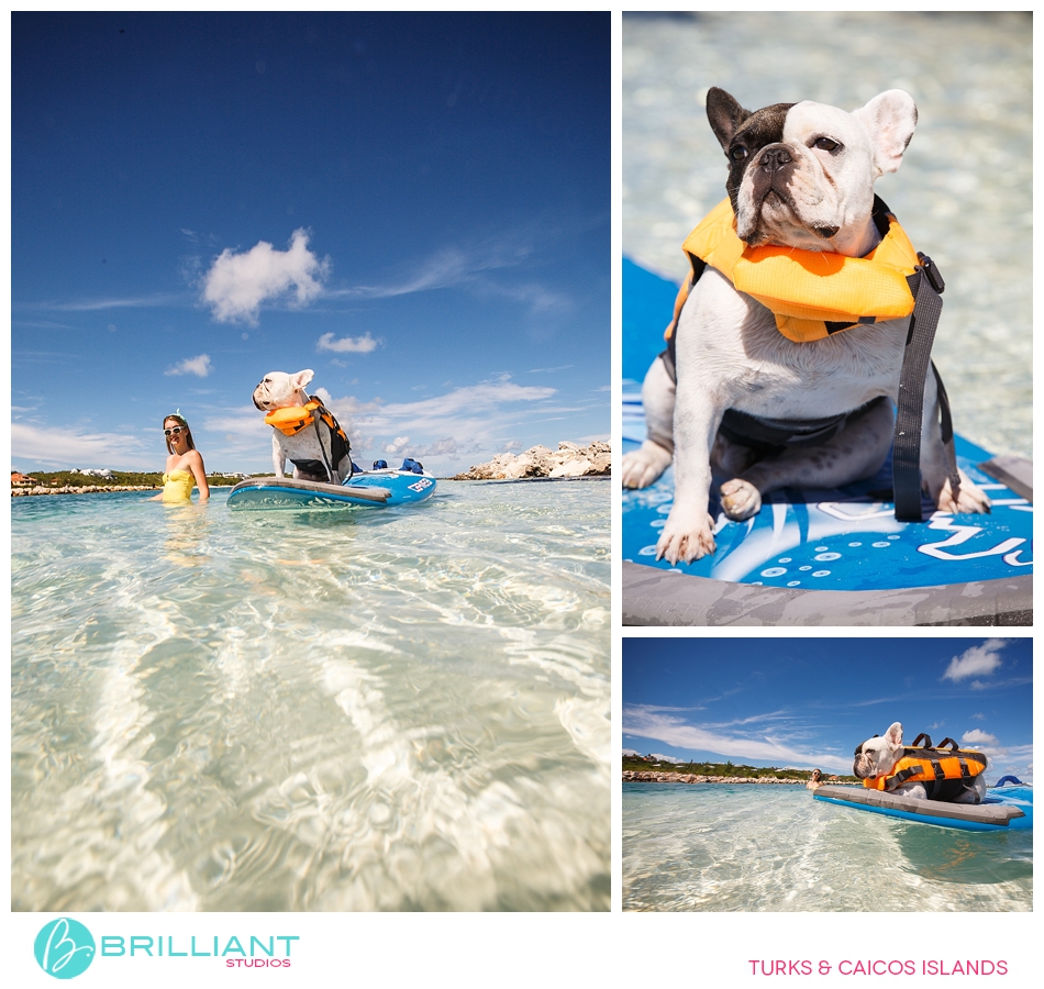 Chulo, The Famous Turks &Amp; Caicos French Bulldog 9 Turksandcaicos_3159