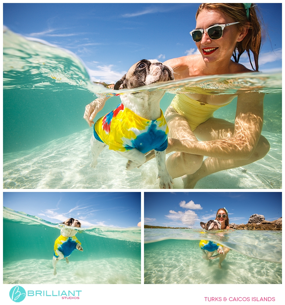 Chulo, The Famous Turks &Amp; Caicos French Bulldog 14 Turksandcaicos_3165