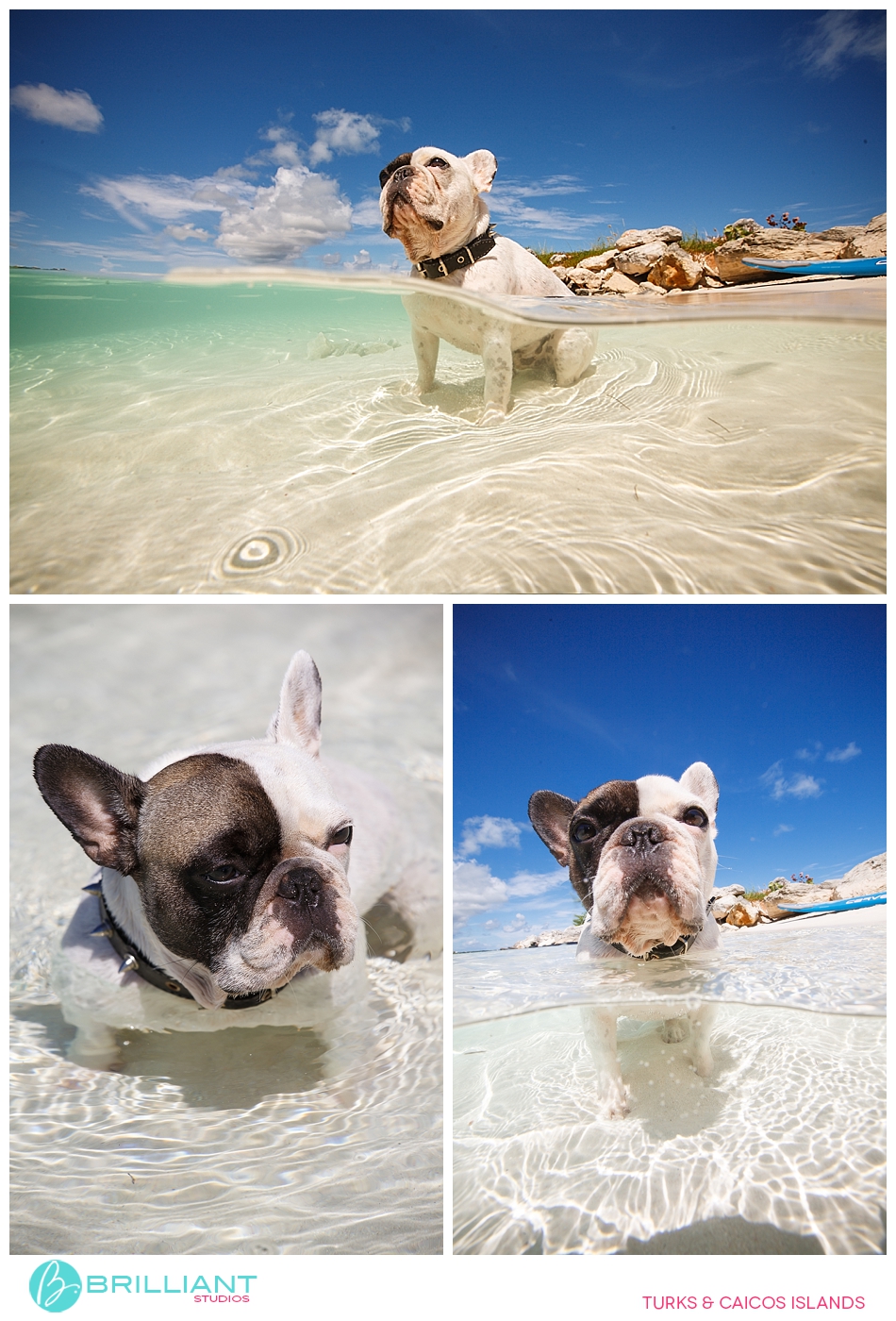 Chulo, The Famous Turks &Amp; Caicos French Bulldog 16 Turksandcaicos_3167
