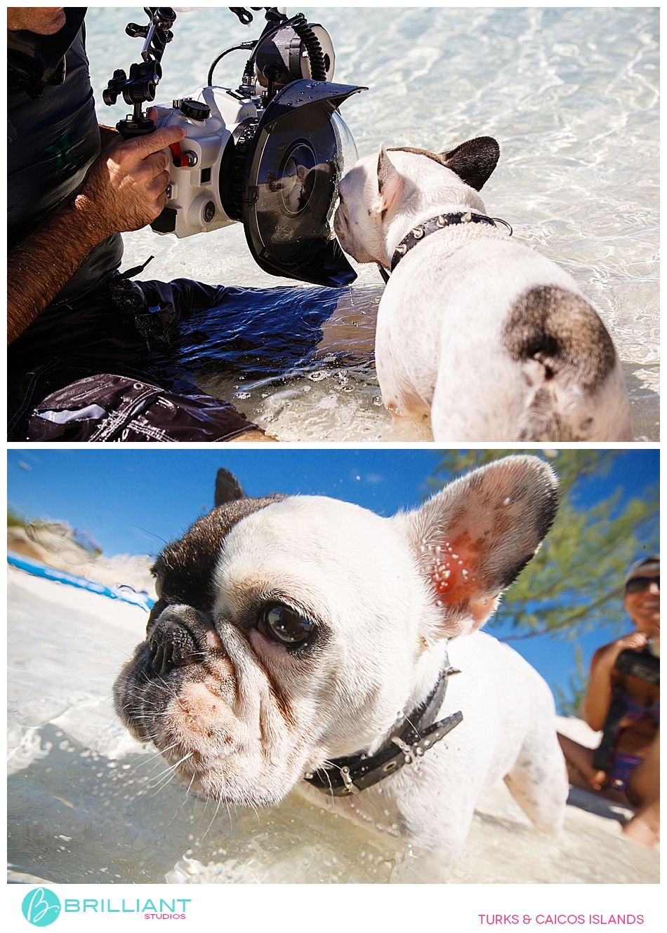Chulo, The Famous Turks &Amp; Caicos French Bulldog 18 Turksandcaicos_3169