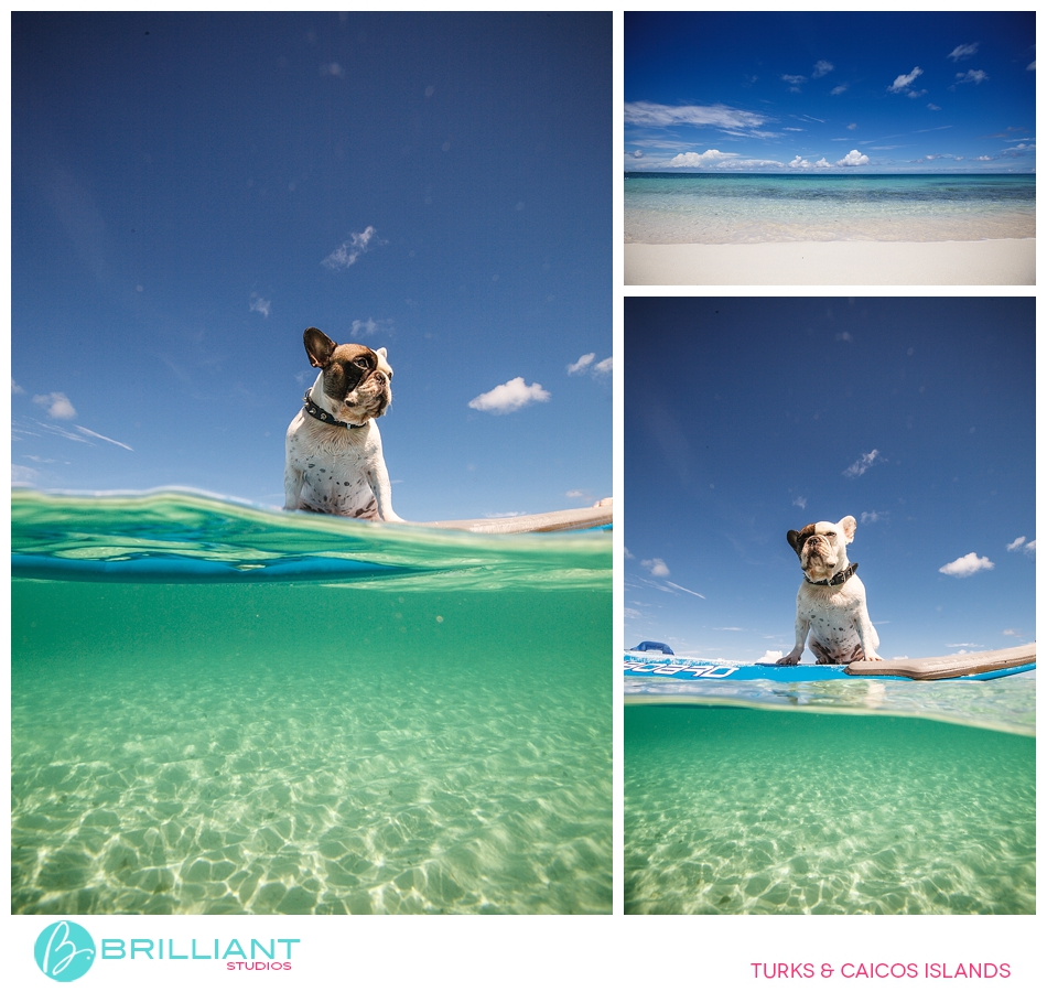 Chulo, The Famous Turks &Amp; Caicos French Bulldog 19 Turksandcaicos_3170