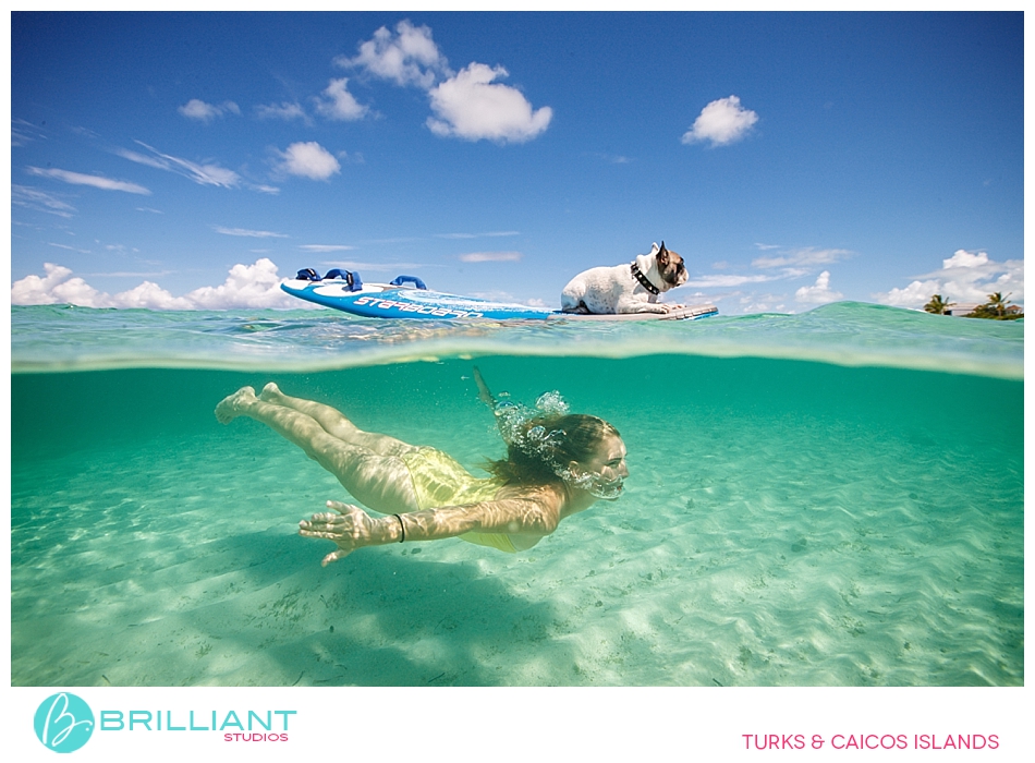 Chulo, The Famous Turks &Amp; Caicos French Bulldog 5 Turksandcaicos 3171