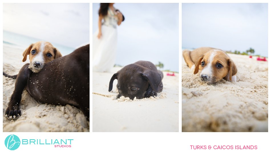 Caribbean weddings and puppies